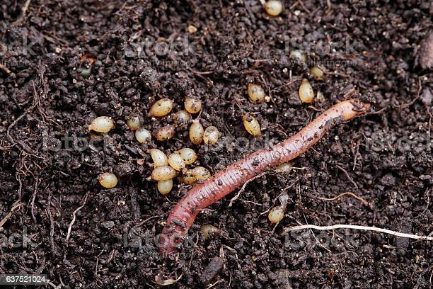 Vermicomposting