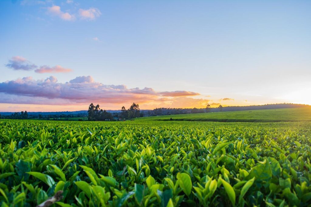 Agriculture