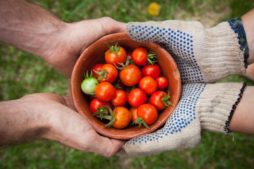 Tomato